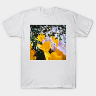 Springtime Crocuses - Diana 120mm Photograph T-Shirt